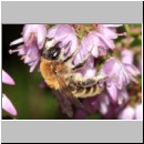 Andrena fuscipes - Heidekraut-Sandbiene 05 Teverener Heide.jpg